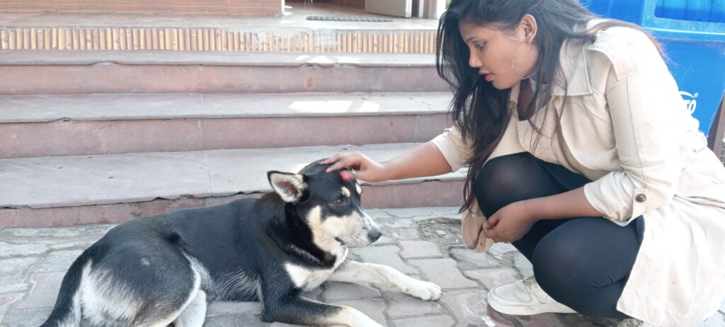 Veterinarians treating livestock during an animal health camp in Himachal Pradesh