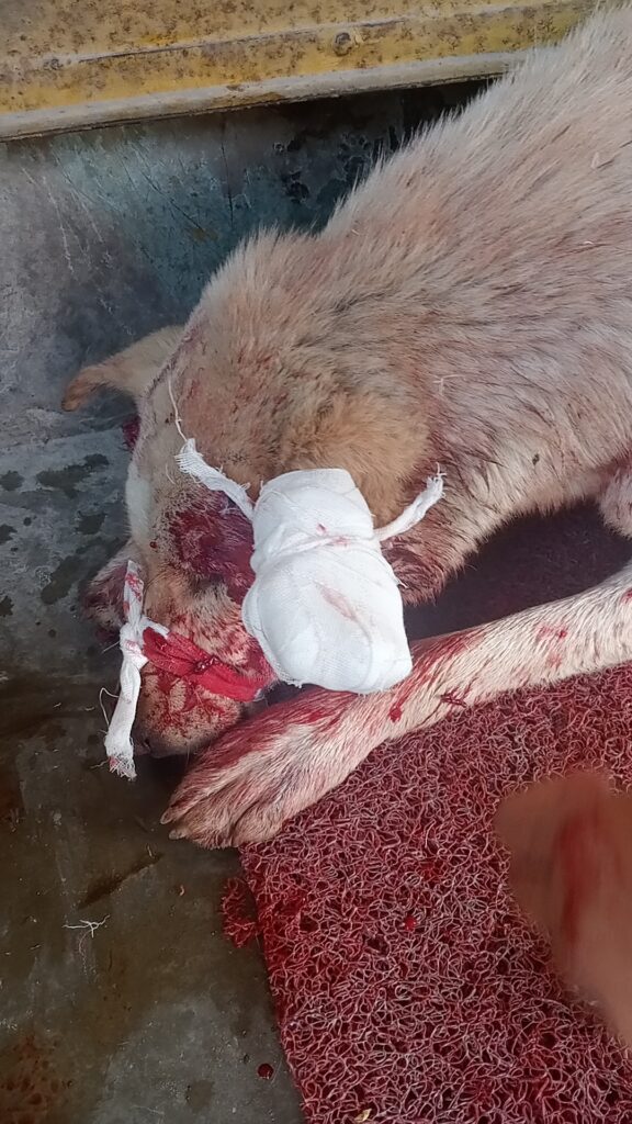 Veterinarians treating livestock during an animal health camp in Himachal Pradesh